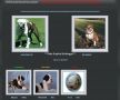 14-resultPuppy-en-scr