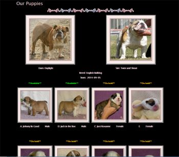 imgsite-puppies